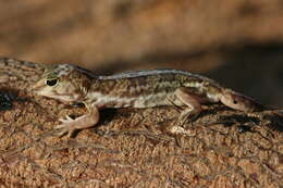 Image of Holodactylus africanus Boettger 1893