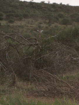 Image of reticulated giraffe