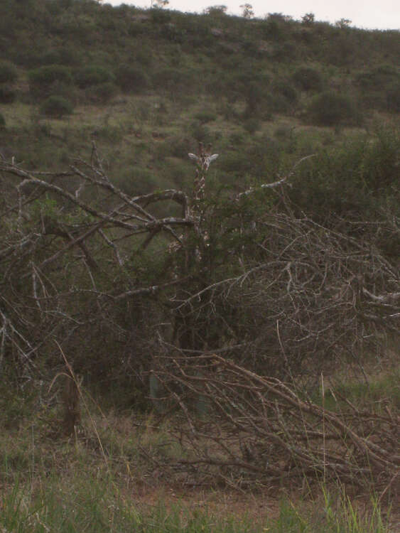 Image of reticulated giraffe