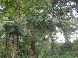 Sivun Annona macroprophyllata Donn. Sm. kuva