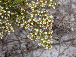 Image of American nailwort