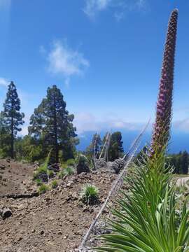 Image of <i>Echium perezii</i> Sprague