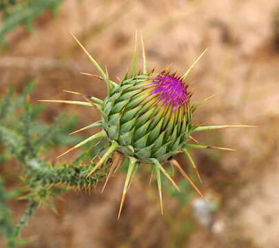 Image of Milk thistle