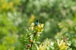 Image of Red-tufted Sunbird