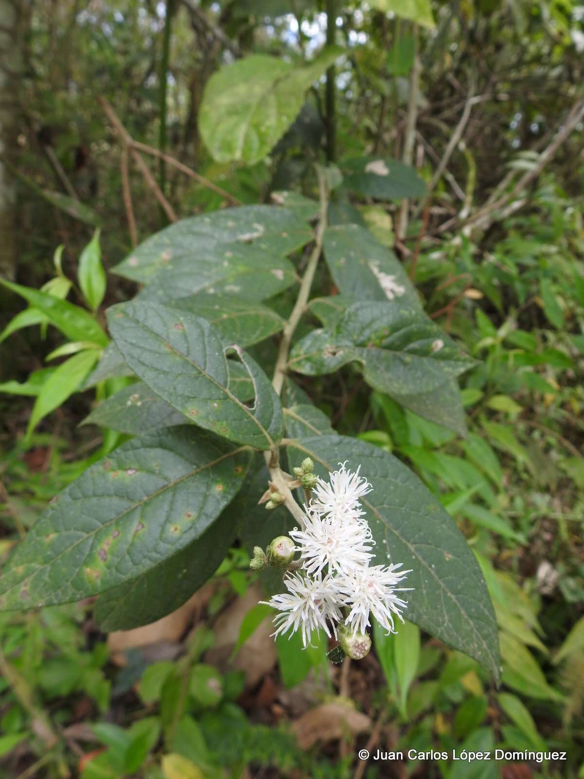 Plancia ëd Lepidaploa tortuosa (L.) H. Rob.