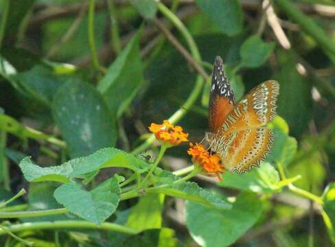 Cethosia biblis Drury 1770 resmi