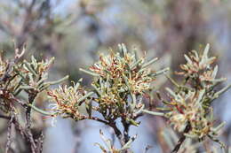 Image of Hakea collina C. T. White