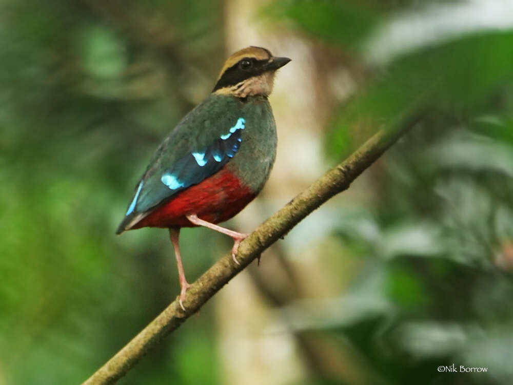 Image of Green-breasted Pitta