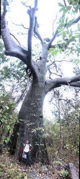 Image of Ceiba trischistandra (A. Gray) Bakhuisen