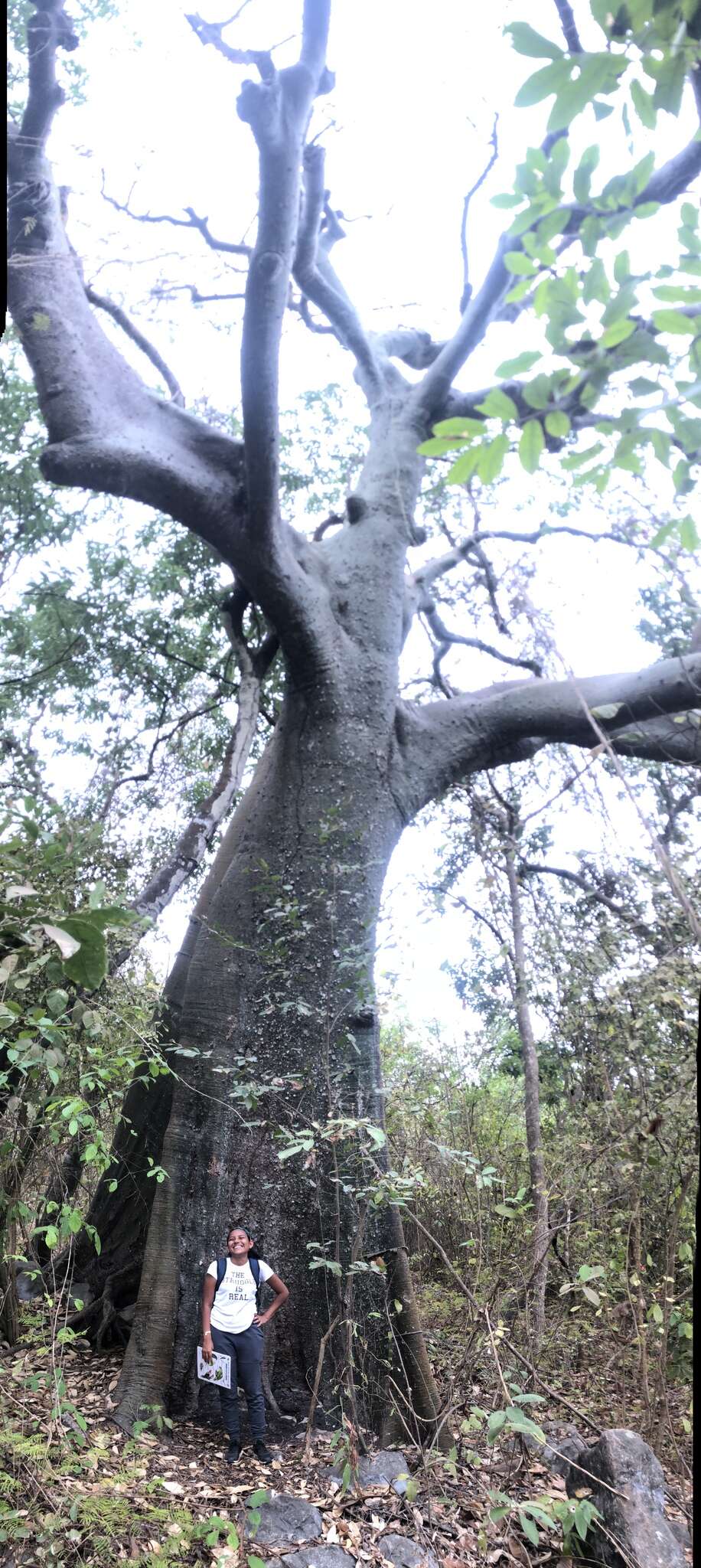 Image de Ceiba trischistandra (A. Gray) Bakhuisen