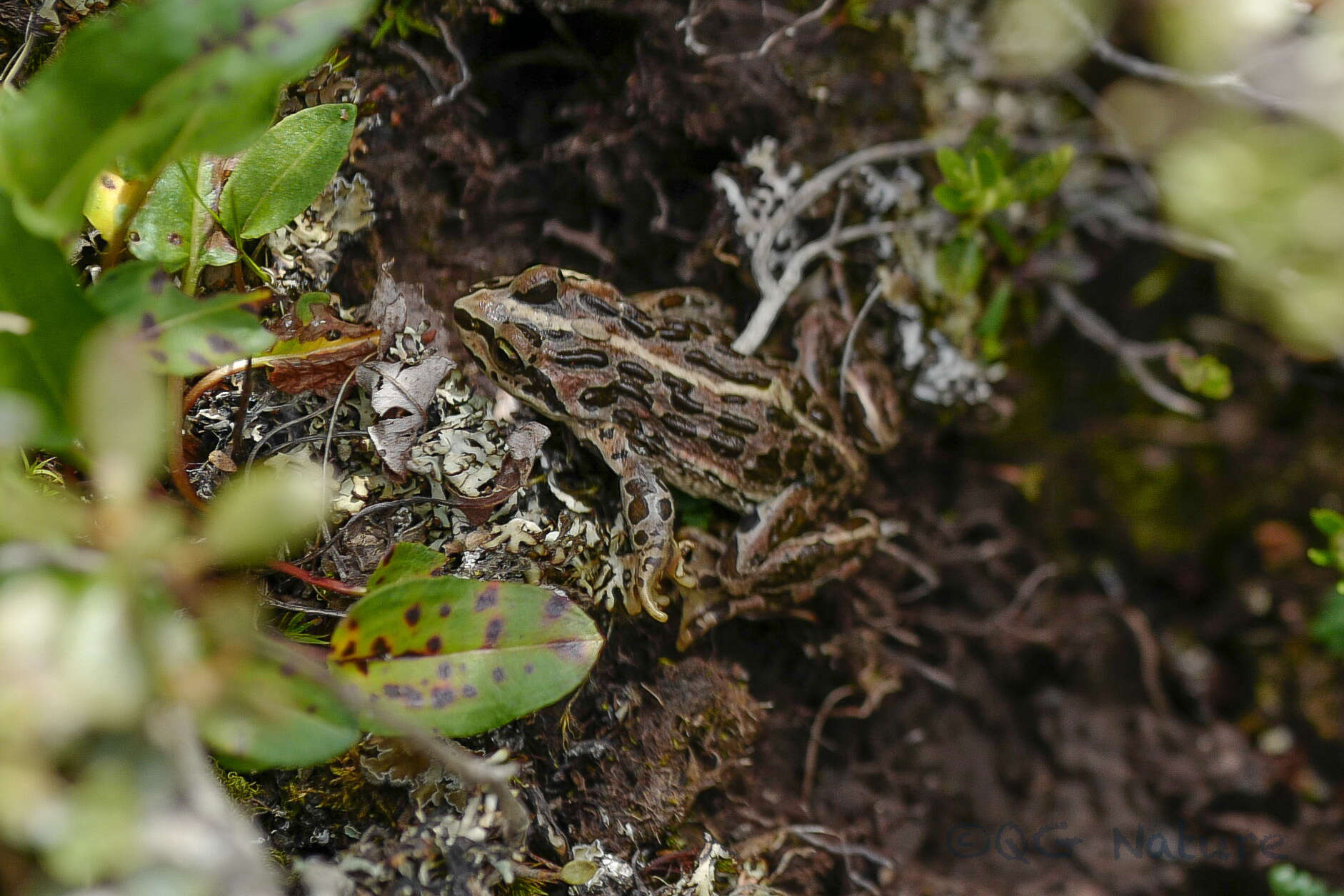 Image of Plateau Frog