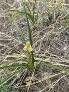 Image of grassy deathcamas