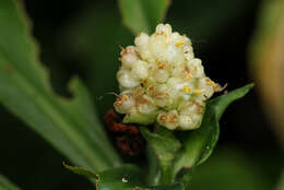 Image of marble berry