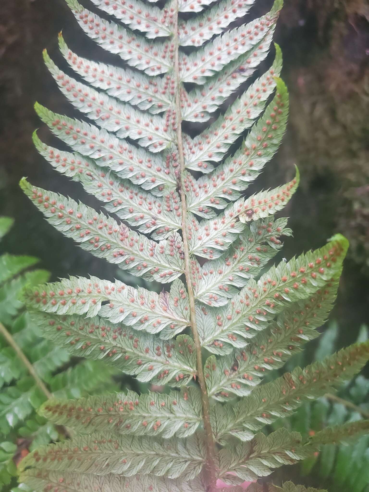 Image of Alaska hollyfern