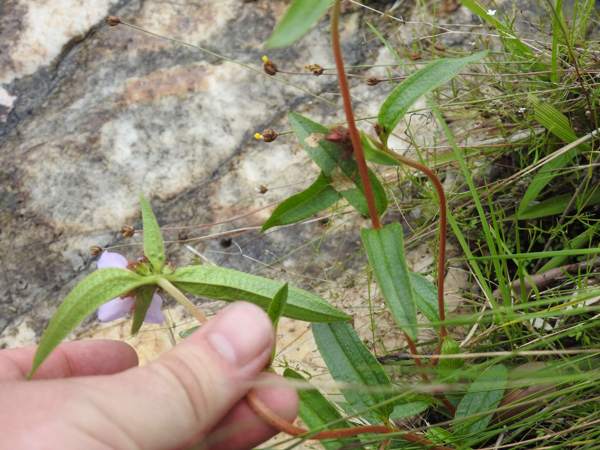 Image of Antherotoma debilis (Sond.) H. Jacques-Félix