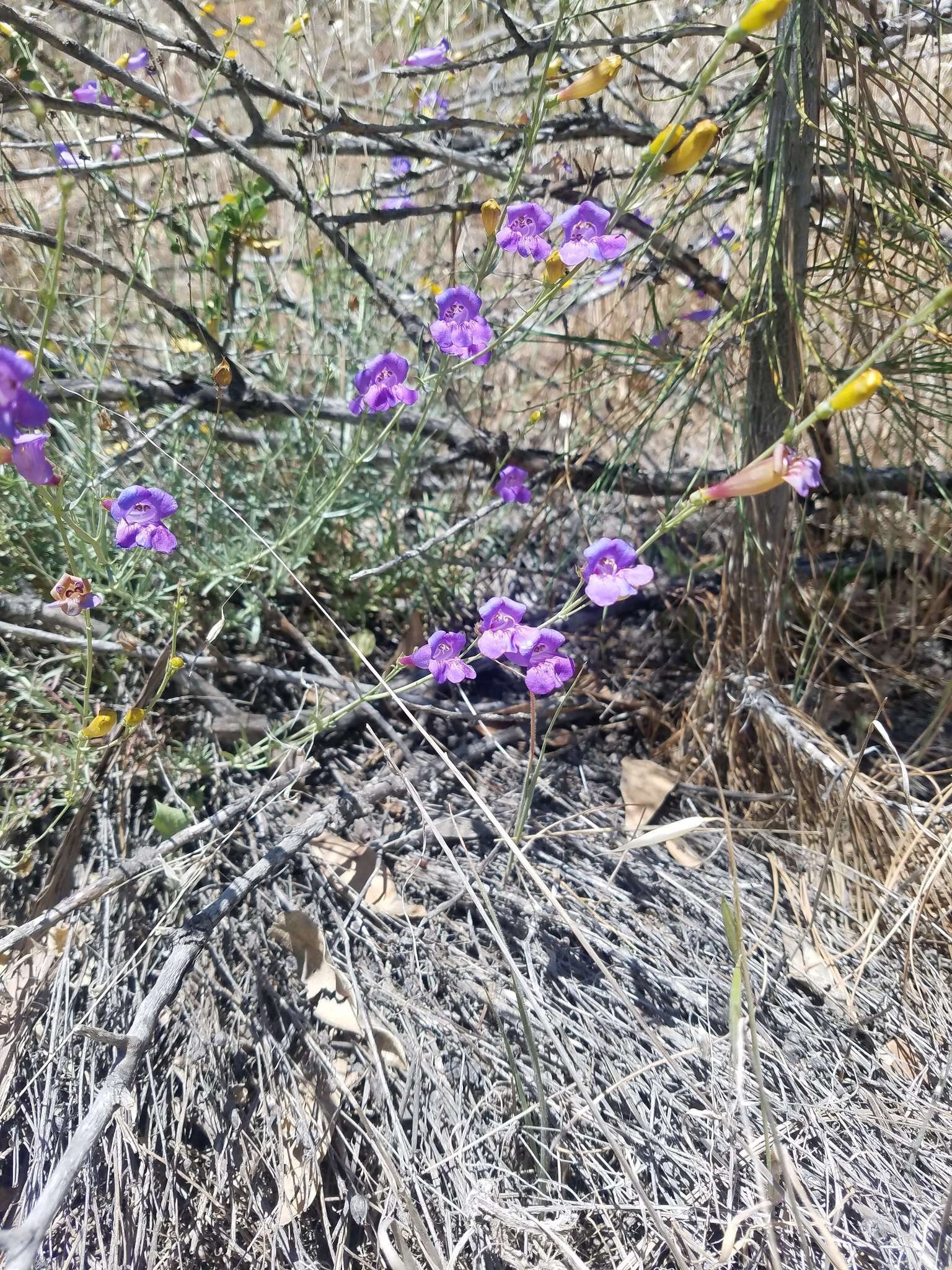 Image of bunchleaf penstemon