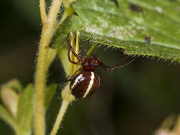 Image of Hypsosinga sanguinea (C. L. Koch 1844)