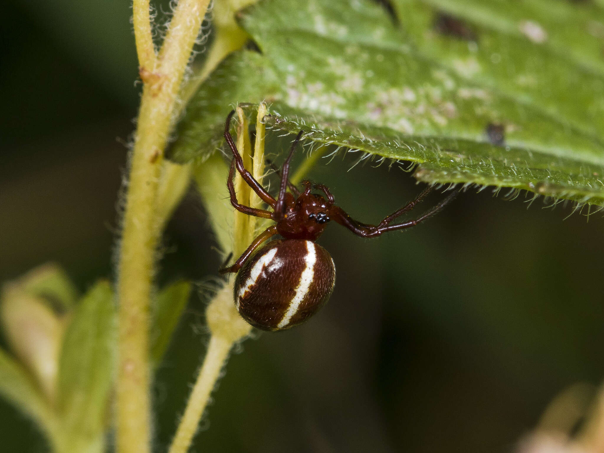 Image of Hypsosinga sanguinea (C. L. Koch 1844)