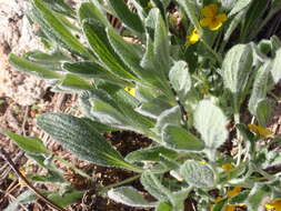 Image of feltleaf violet