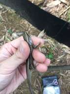 Image of Indian Forest Skink