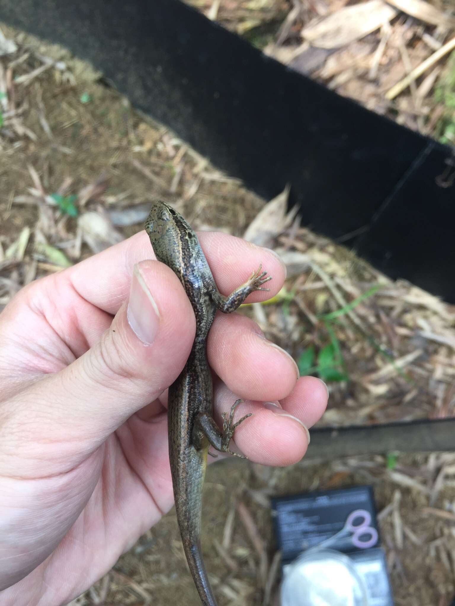 Image of Indian Forest Skink