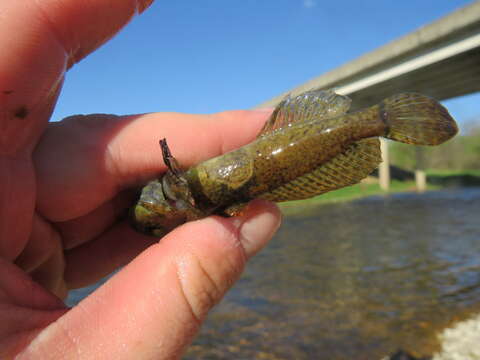 Image of Ozark sculpin