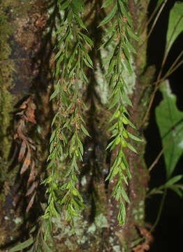 Image de Tmesipteris elongata Dangeard