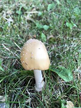 Image of Amanita russuloides (Peck) Sacc. 1887