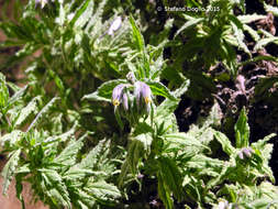 Plancia ëd Podonosma orientalis (L.) Feinbr.