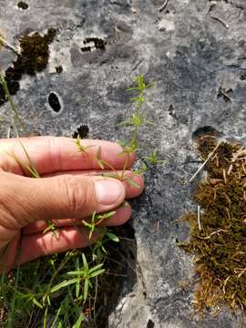 Image of Limestone Wild Basil