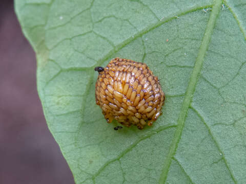 Image of Lema apicalis