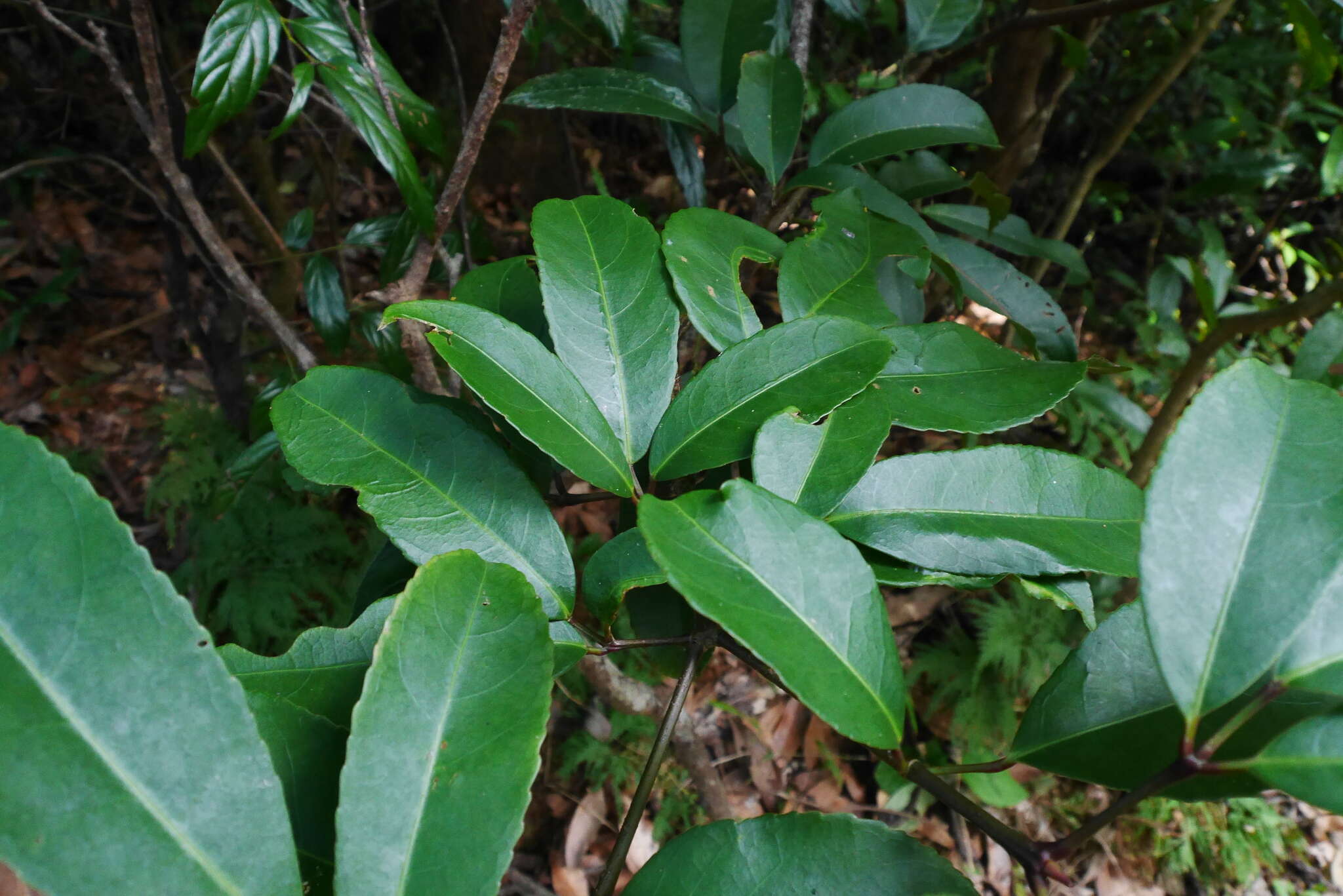 Image of Staphylea ternata (Nakai) Byng & Christenh.