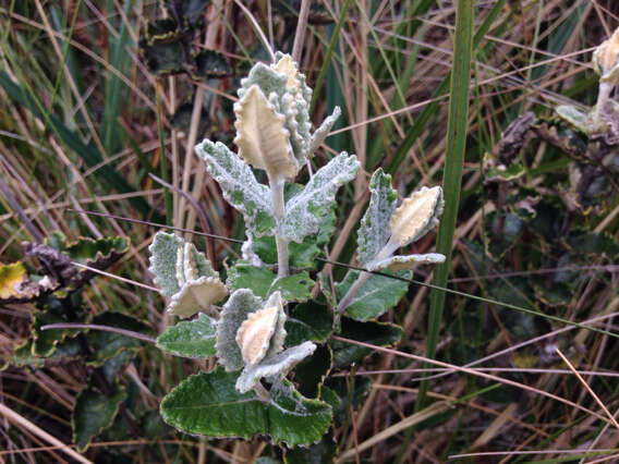 Image of Monticalia guadalupe subsp. guadalupe