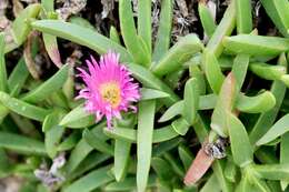 Imagem de Carpobrotus glaucescens (Haw.) Schwant.