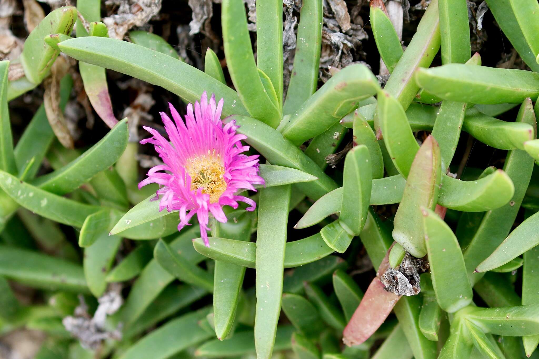 Image of Pigface