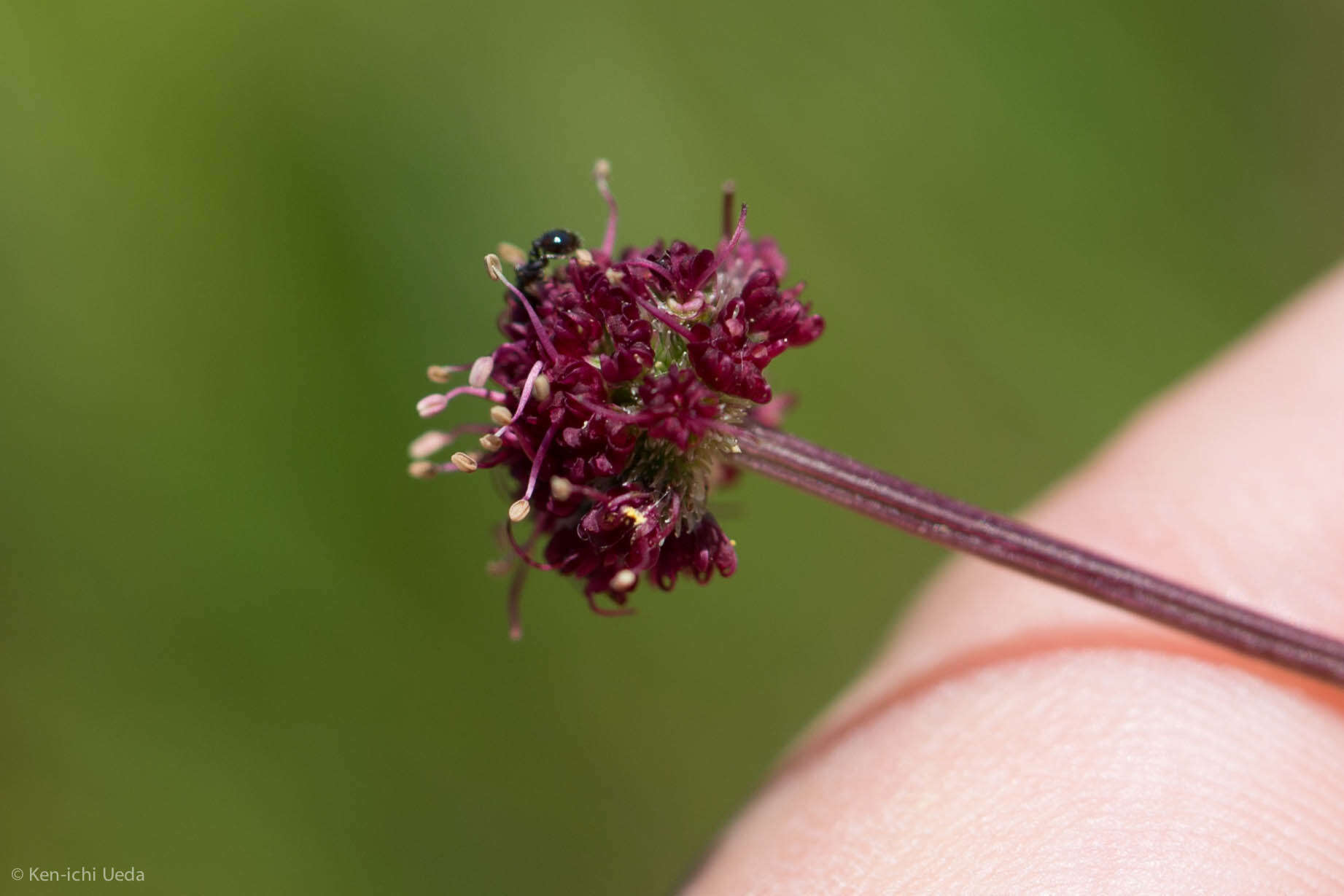 Image of purple sanicle