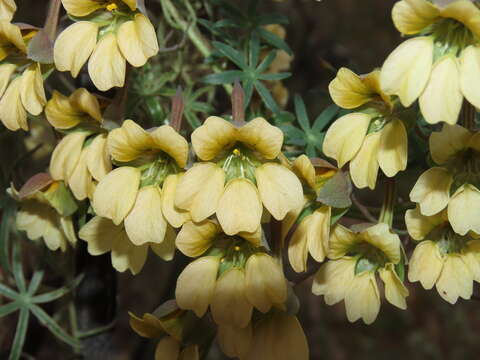 Image of Tropaeolum kingii Phil.