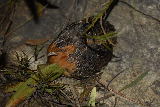 Image of Black-rumped Buttonquail