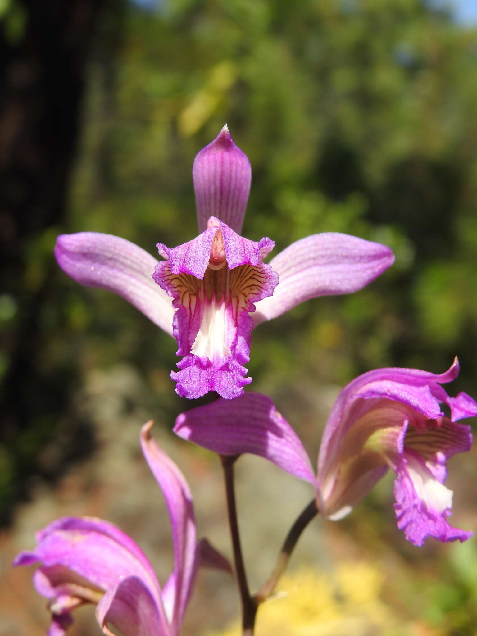 Image of Bletia neglecta Sosa