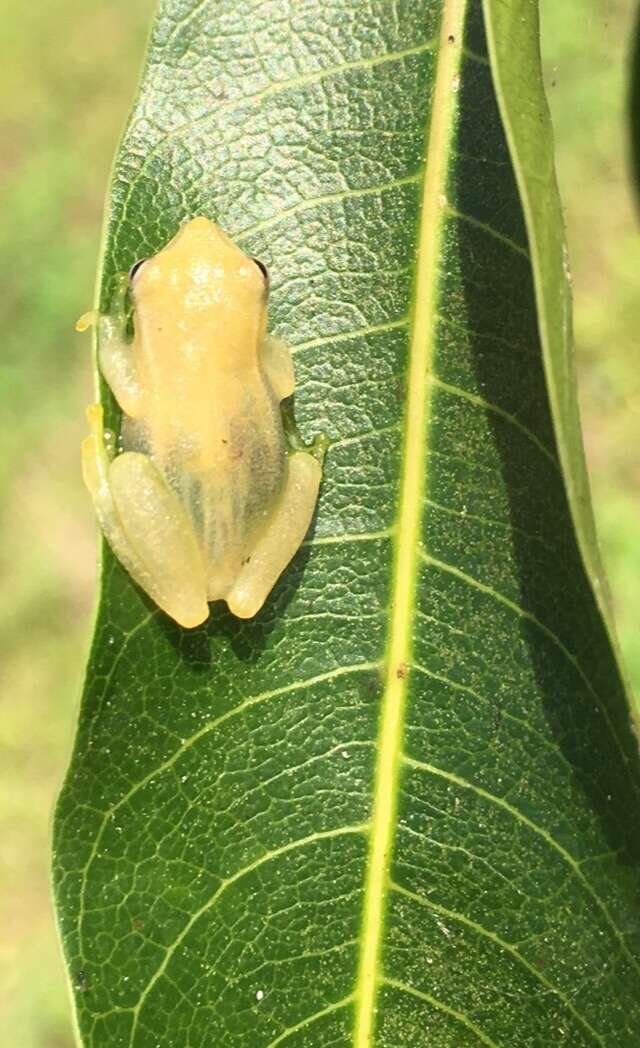 Image of Painted Treefrog