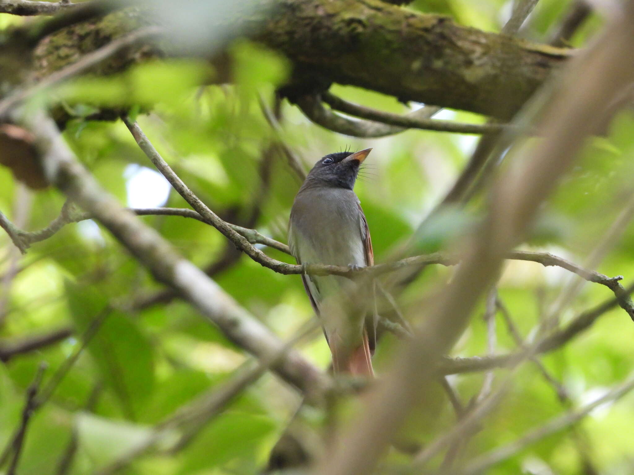 Image of Amur Paradise Flycatcher