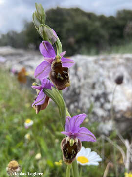 Image of Ophrys fuciflora subsp. andria (P. Delforge) Faurh.