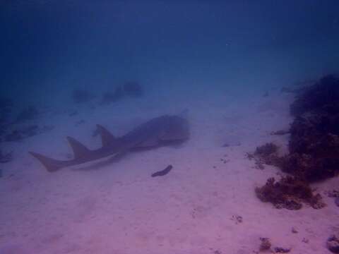 Image of Common Shovelnose Ray