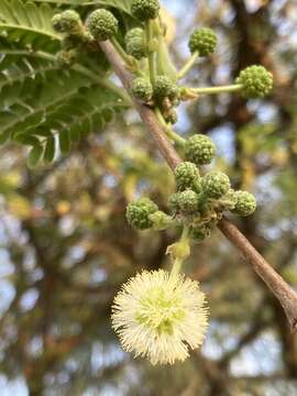 Imagem de Vachellia robusta (Burch.) Kyal. & Boatwr.