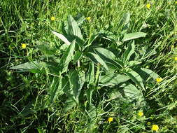 Image of Phlomis herba-venti L.