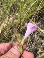 Imagem de Agalinis densiflora Blake