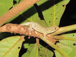 Image of Fish Scale Geckos