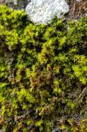 Image of racomitrium moss