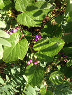 Image of Amur peppervine