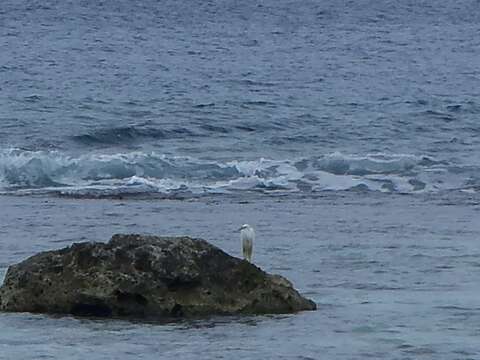 Image of Eastern Reef Egret